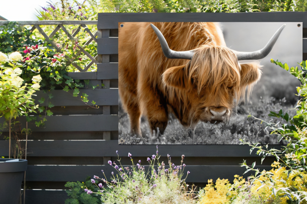 Tuinposter Schotse Hooglander gras