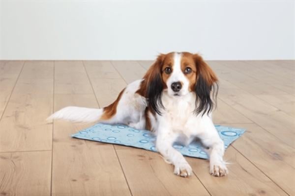 Online dierenwinkel collectie