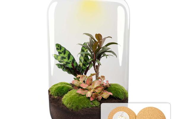 DIY Terrarium Kit collectie