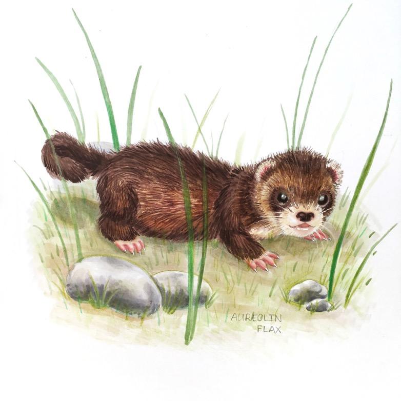 Tekening van een Steenmarter.Gemaakt door artiest Aureolin Flax.