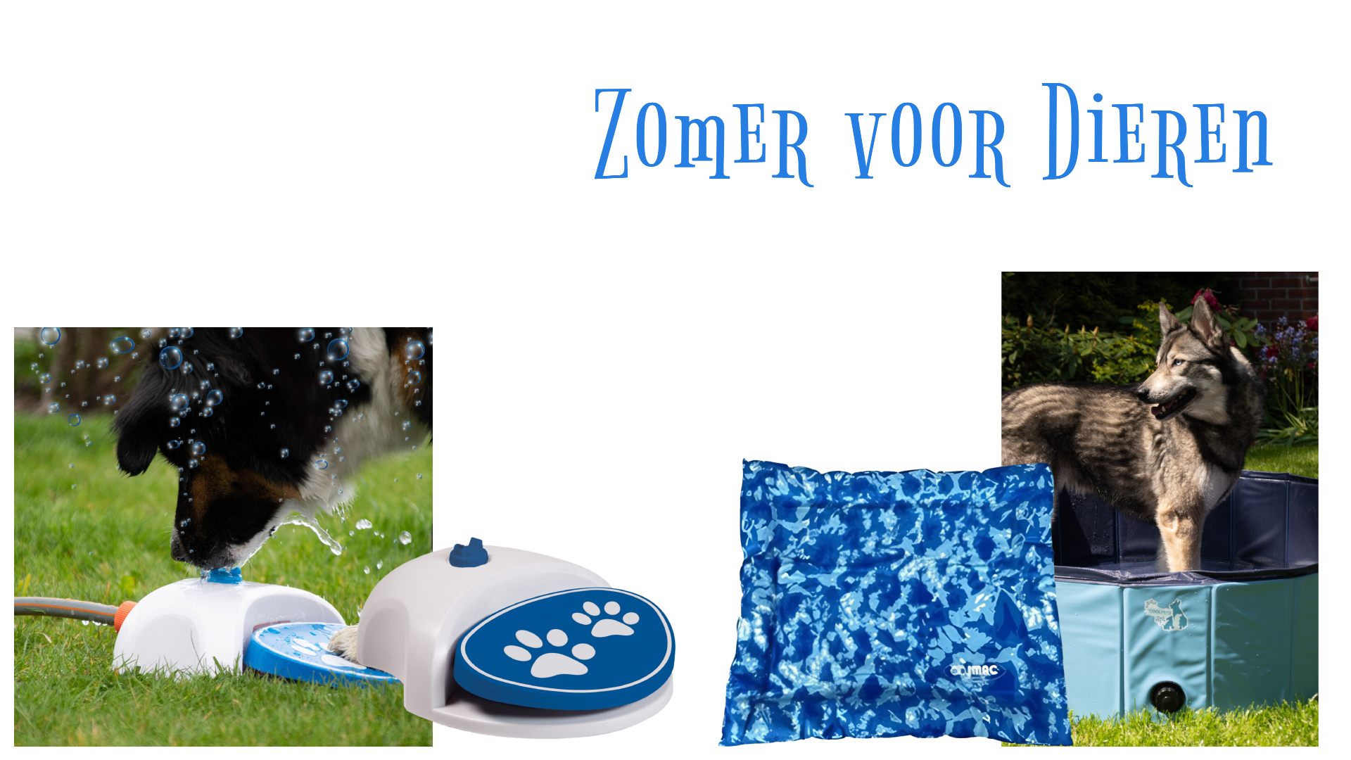 Producten voor dieren die helpen tegen de warmte tijdens de zomerdagen.
