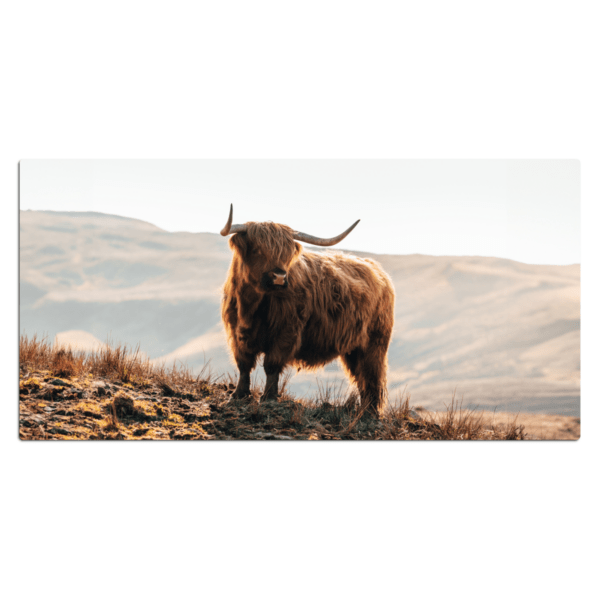 bureau onderlegger Schotse Hooglander in de natuur.