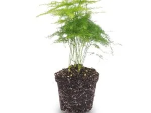 Asparagus Sierasperge – 15-20 cm – Terrariumplant