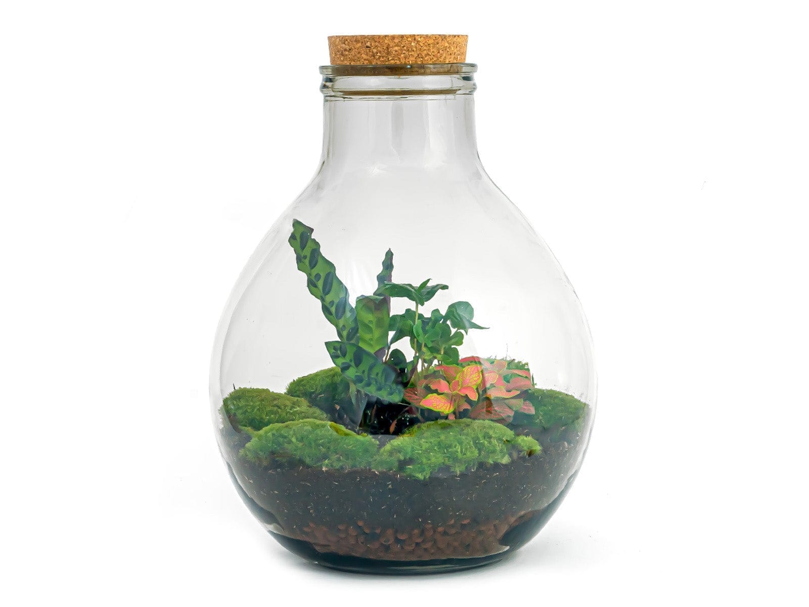 Terrarium DIY-kit – Big Paul Red XL - Afbeelding 6