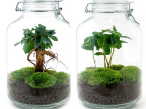 Jar Terrarium Kit - Bottle Garden - ↑ 28 Cm