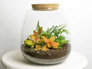 Terrarium Diy Kit Emma Mini