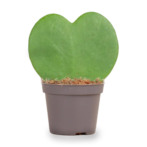 Hoya Kerrii Sweetheart Plant
