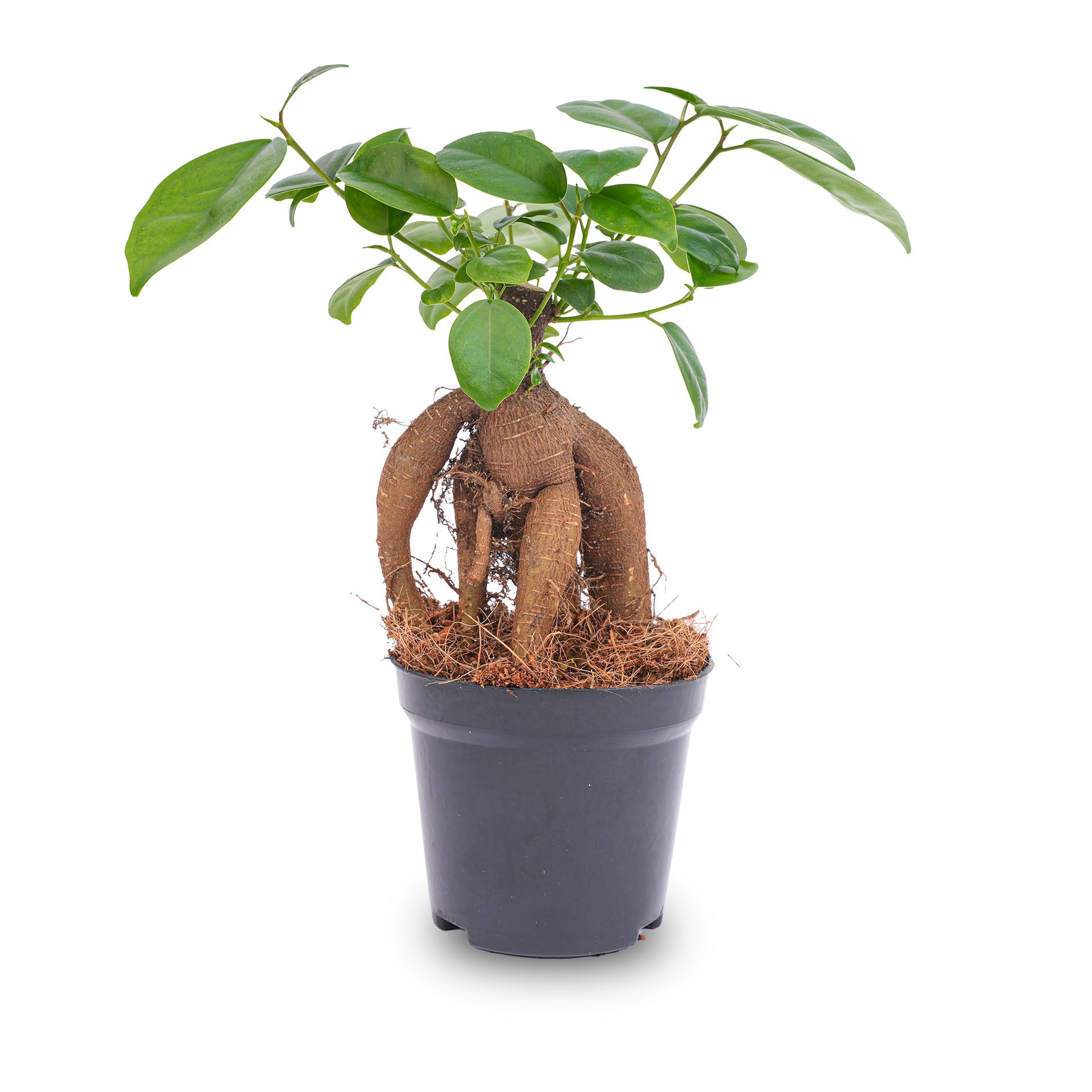 Ficus Microcarpa Ginseng Bonsai - ↑20 Cm - Afbeelding 2