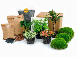 Plantenterrariumpakket – Jungle 5