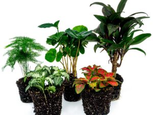 Tropisch terrarium met koffieplant
