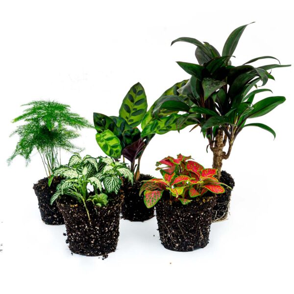 Plantenterrariumset 5 Tropische Planten