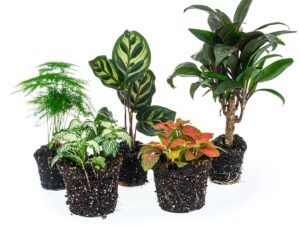Terrarium Plantenpakket met 5 Planten