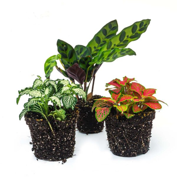 plantenterrariumset Calathea Lancifolia