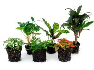 Plantenterrariumset – Jungle Boost – 6 planten