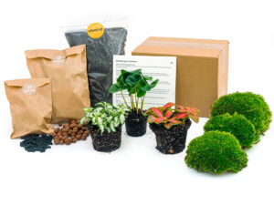 Plantenterrariumpakket – Coffea Arabica (3 planten)