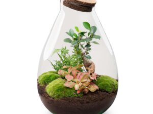 Terrarium Diy Kit - Drop Xl Ficus Ginseng Bonsai - Bottle Garden - ↑ 37 Cm