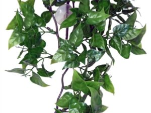 Komodo philodendron plant terrarium