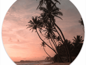 Muurcirkel Palm Zonsondergang