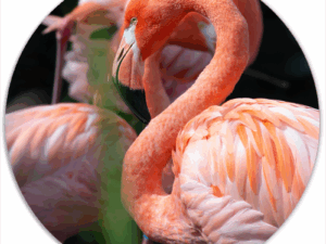 Muurcirkel Flamingo Dream