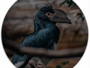 Muurcirkel Special Bird