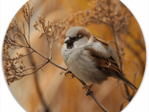 Muurcirkel Vogeltje op Takje