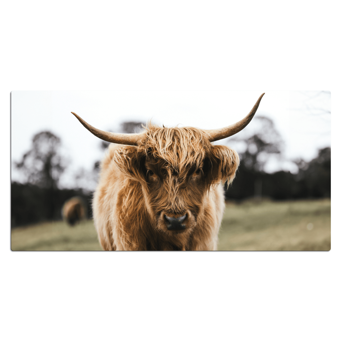 Bureau onderlegger Schotse Hooglander