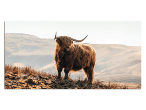 Bureau onderlegger Schotse Hooglander