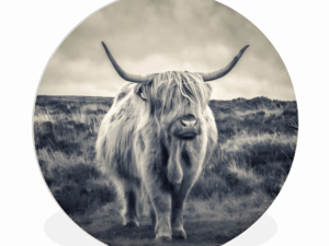 Muurcirkel Schotse Hooglander
