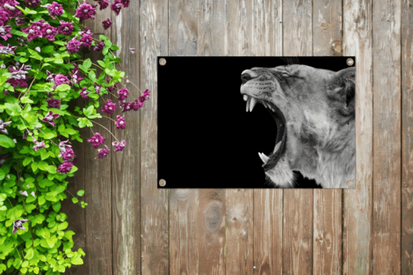 Tuinposter Leeuwin brul - Afbeelding 7