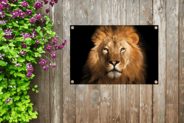 Tuinposter Leeuw op zwarte achtergrond