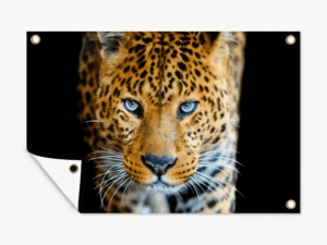 Tuinposter Panter op zwarte achtergrond