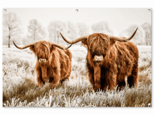 Tuinposter Schotse Hooglanders natuur