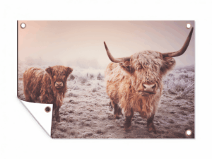 Tuinposter Schotse Hooglanders landschap