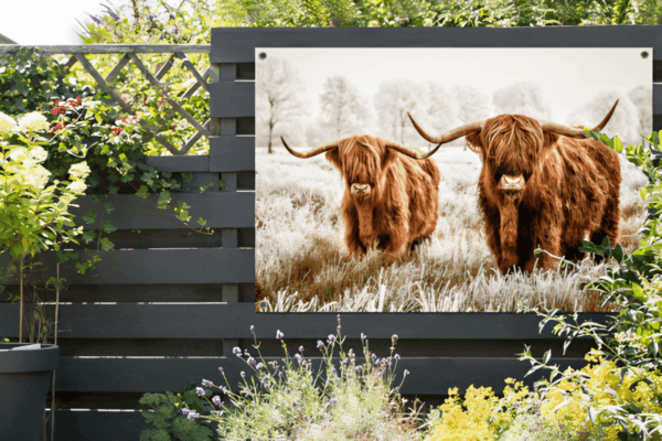 Tuinposter Schotse Hooglanders natuur