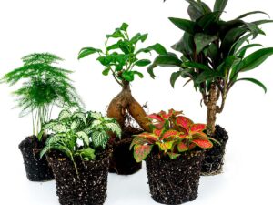 Plantenterrariumset met Bonsai en 5 Tropische Planten
