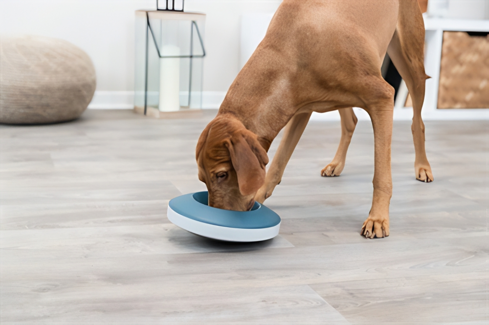 Honden artikelen te koop in onze webshop.