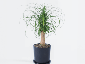 Beaucarnea Recurvata - Olifantspoot