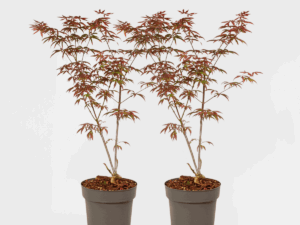 Acer Palmatum 'Starfish' - Set Van 2 - Japanse Esdoorn