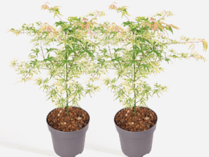 Acer Palmatum 'Ukigumo' - Set Van 2 - Japanse Esdoorn