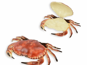 Gietijzeren Rode Krab Box