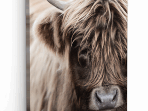 Schotse Hooglander Hoorn op Canvas