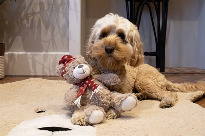 Cupid & Comet Brie Beer Met Muts En Sjaal Rood - Afbeelding 4