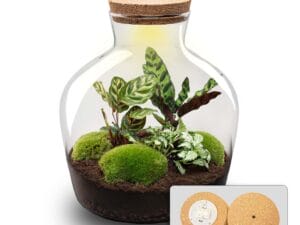 Terrarium Fat Joe - Ø 29 Cm ↑ 30 Cm - Relatiegeschenk