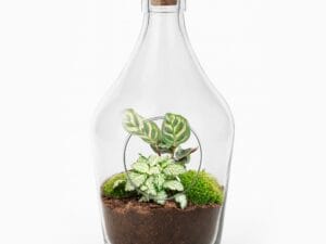 Open Terrarium Joss – Calathea & Fittonia White Tiger ↑ 30 Cm