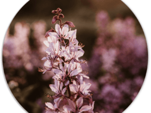 Muurcirkel Pink Purple