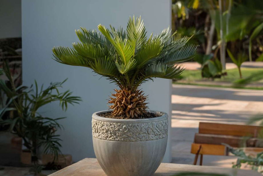 Buiten Palmen te koop bij Draw a Pet.